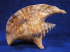 Conch sea shells for sale.
